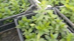 Гортензия в р9 после доращивания, что осталось , что будем пересаживать.
