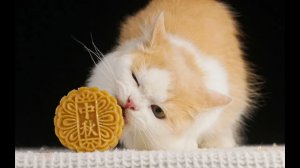 АСМР Социальный котенок работает допоздна для праздника осени
