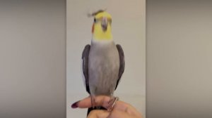 ЭТИ ПОПУГАИ ЗАСТАВЯТ ВАС ПЛАКАТЬ ОТ СМЕХА 🦜🫶😎