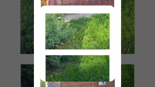 1000063846.mp4 (Собака слушает о установке газового котла в соответствии с проектом в доме А-фрейм) смотреть онлайн
