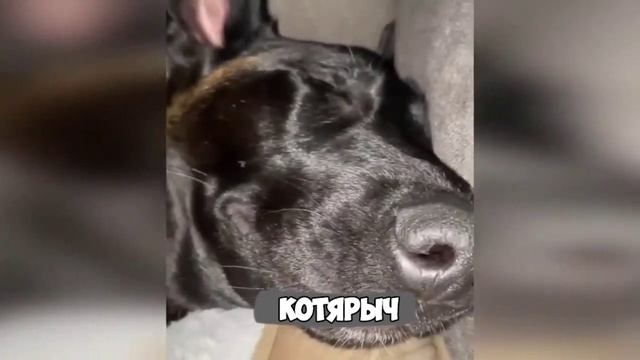 Смех, юмор, ржачь. Часть 32 смотреть онлайн
