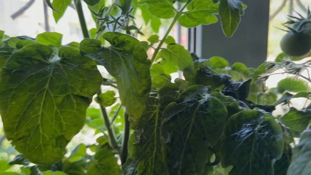 Собираю урожай с подоконника Собираю урожай с подоконника