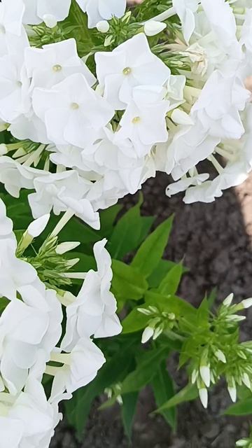 Флоксы # цветы #☘️💃🦋🥀☘️ смотреть онлайн
