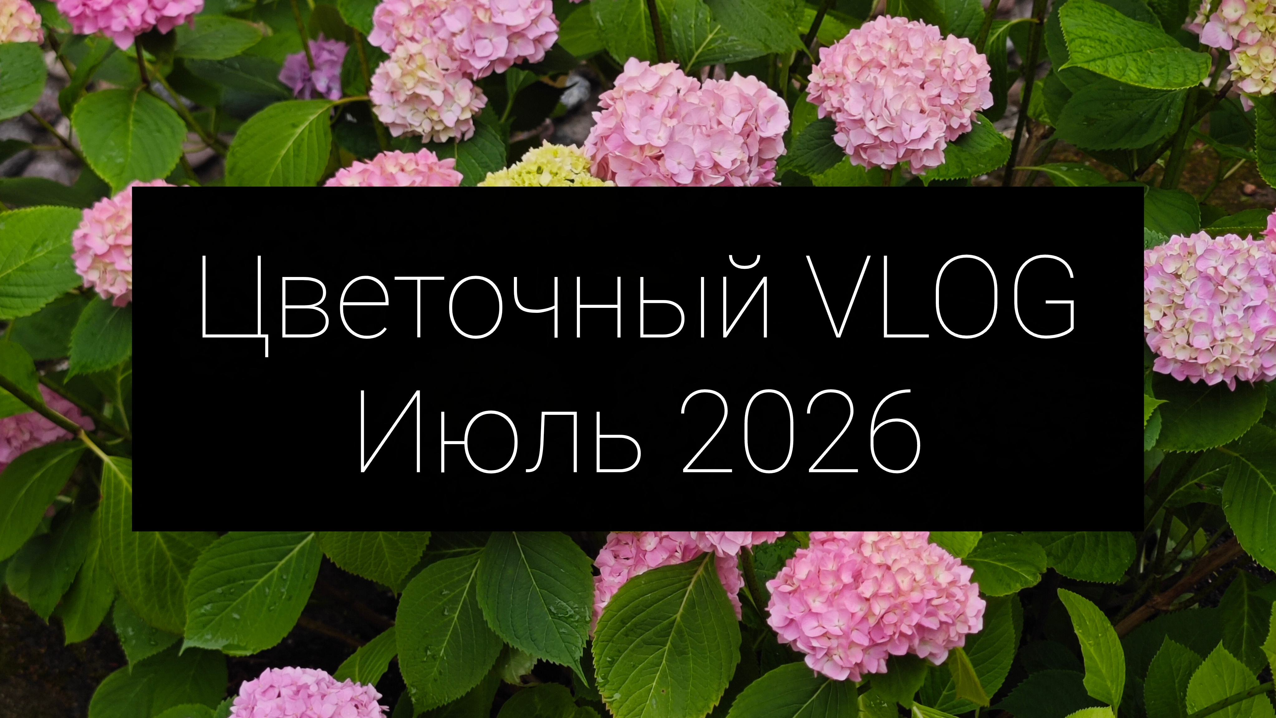 цветочный влог 2026 смотреть онлайн