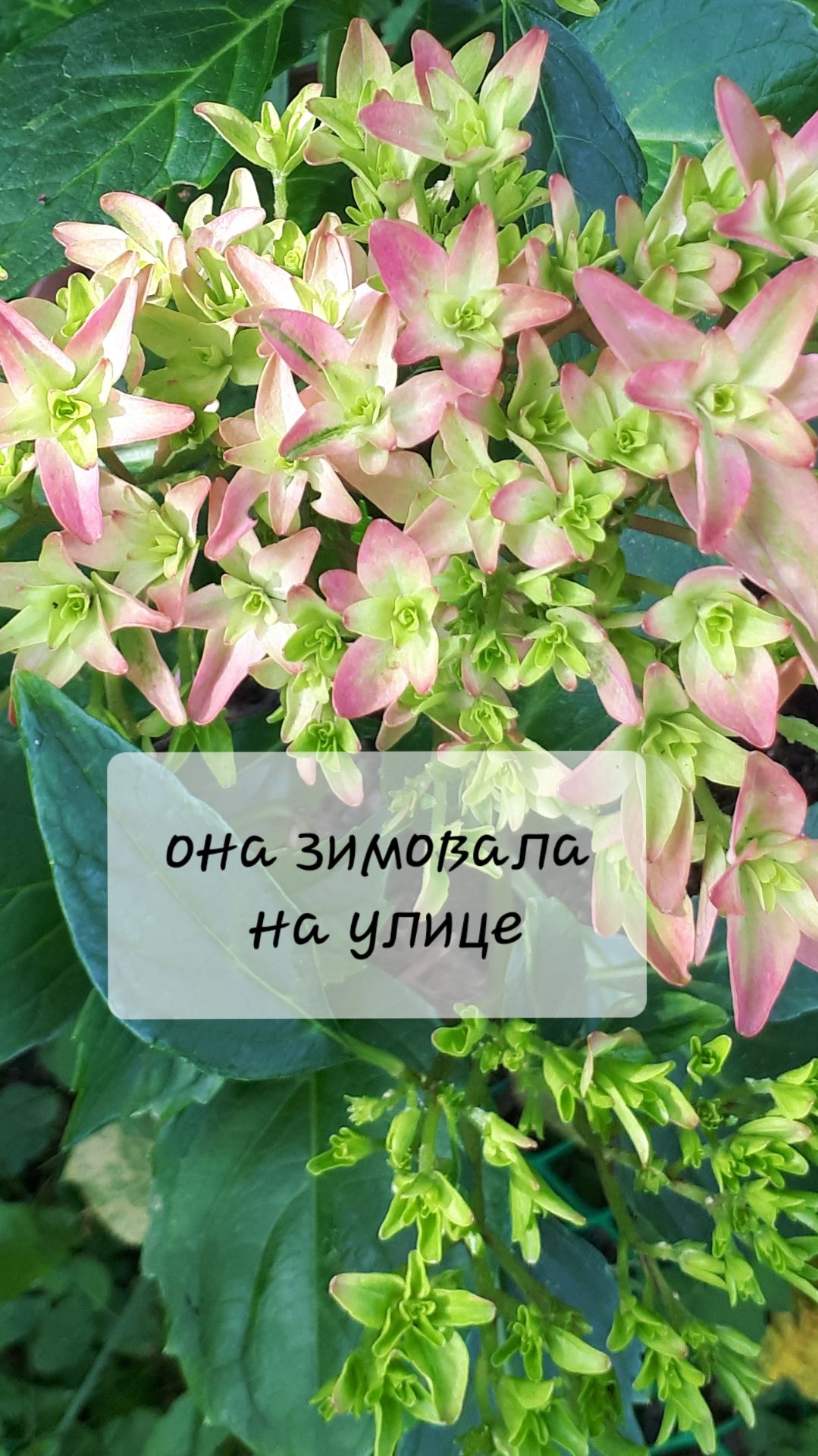 18.«Принцесса Диана» (Princess Diana) — крупнолистная гортензия из серии You and Me.