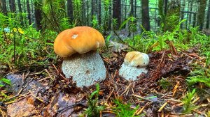 НАЧАЛОСЬ! БЕЛЫЕ ГРИБЫ ПОШЛИ | ГРИБНИК ЗАШЕЛ В НОВЫЙ ЛЕС И НАШЕЛ ШИКАРНЫЕ БЛАГОРОДНЫЕ ГРИБЫ 🍄🟫👍🏻