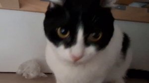 Мой питомец котик Люцык