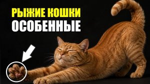 15 Скрытых Фактов о Рыжих Кошках, которые НИКТО Не Знает!