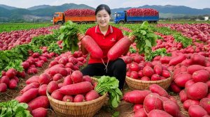 Сбор урожая большой редьки и личи на продажу. Жизнь во Вьетнаме