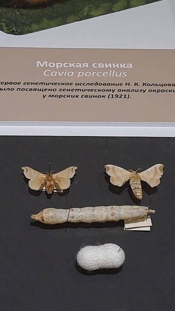 Дарвиновский музей Часть 35