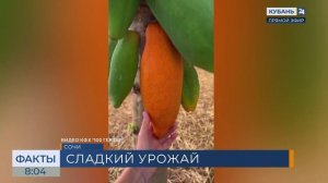 В Сочи фермер впервые вырастил папайю весом более 1 кг