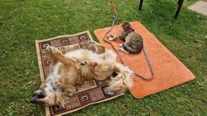 Лютик и котя Яша на пикнике.
