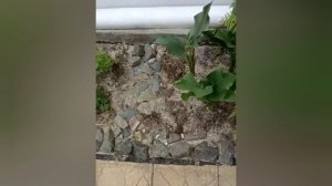 цветочки во дворе у Любочки🥰🥰🥰👍