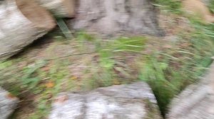 200 летняя береза