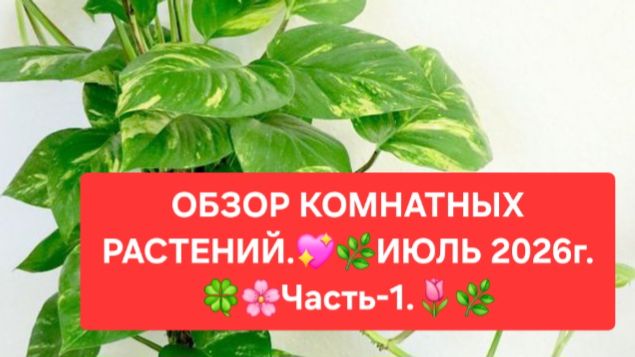 ОБЗОР КОМНАТНЫХ РАСТЕНИЙ.💖🌸 ИЮЛЬ 2026г.💖🌼 ЧАСТЬ-1.🍀🌺 смотреть онлайн