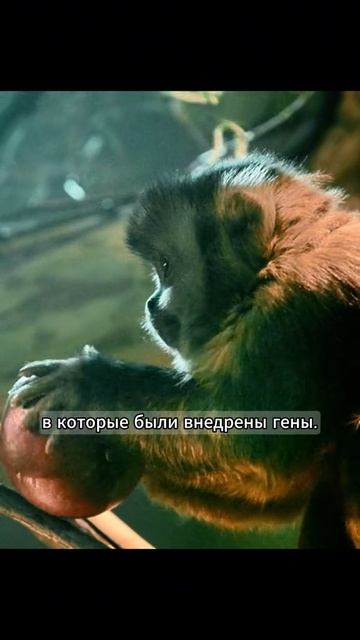 Кино без лишних слов ⏱️🎥🧠🔥 смотреть онлайн