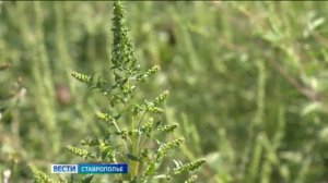 Ставропольцев призывают выйти на борьбу с амброзией