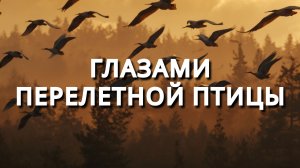 Глазами перелетной птицы. Рассказ
