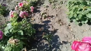 мой розарий