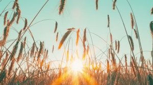 Релаксация, медитация, улучшение сна, снятие стресса, фон для работы и учебы, йога. ॐ🙏🧘♀️
