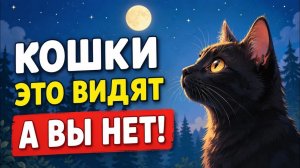 11 странных вещей, которые видят и слышат только кошки, а вы — нет!