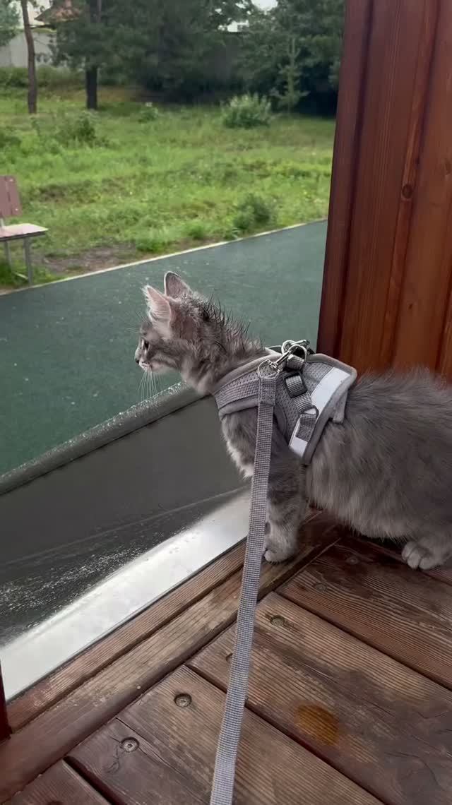 Чудо кот
