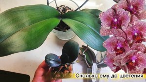 Такой цветун-отцветает пускает новый цветонос.Сколько моське до цветения_Хочу намазать почк