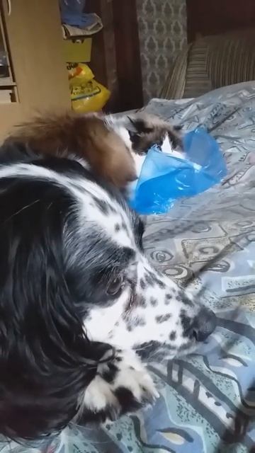 Наедине с котом...)))