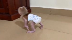 После завтрака макаш ринулся осваивать жизненное пространство    1000049545.mp4