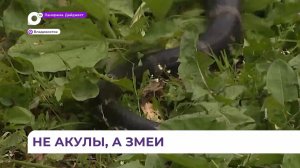 Эколог: в Приморье этим летом будут опасны не акулы, а змеи