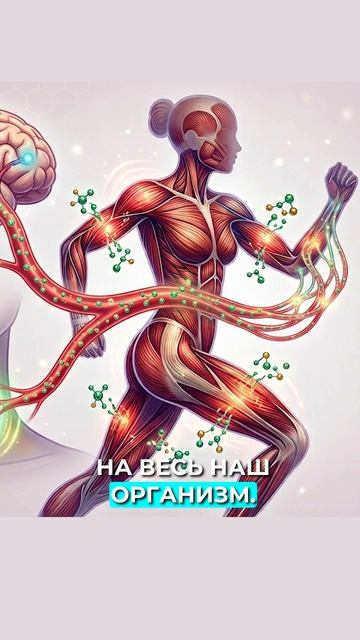 Как размер мышц влияет на продолжительность жизни смотреть онлайн
