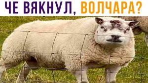 ВОЛК, МАХАЦА БУИШЬ?))) Приколы