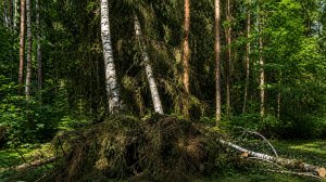 Ветер вырвал с корнем вековые дубы в музее-заповеднике Павловск во время урагана в Санкт-Петербурге