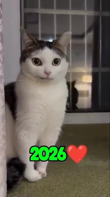 Cute Cats (Then and Now). 2026 ❤️