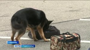 В Ставрополе Движение первых организовало «Фестиваль добра»