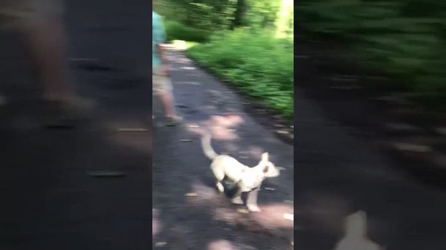 Шада 1 год смотреть онлайн