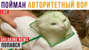 Попався КОТ-ВОР! Накрыли)) Приколы с котами