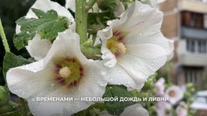 Сезон дождей