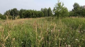 Лето, лес в июле. Приглашаю на прогулку