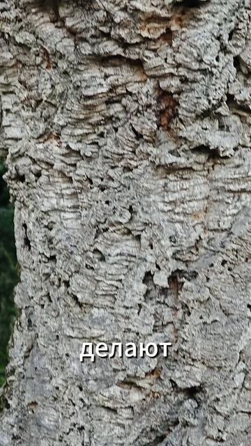 Пробковый дуб в Сочи