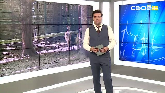 Новости на Своём от 13 июля 2026 г. 10:30 смотреть онлайн