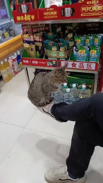 Смешные котики