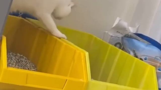 Тот самый сосед по общаге, который никогда не смывает за собой