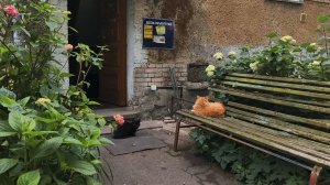 Городские прогулки. Магазин и покупки.