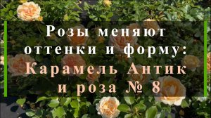 Розы меняют оттенки и форму: Карамель Антик и роза № 8