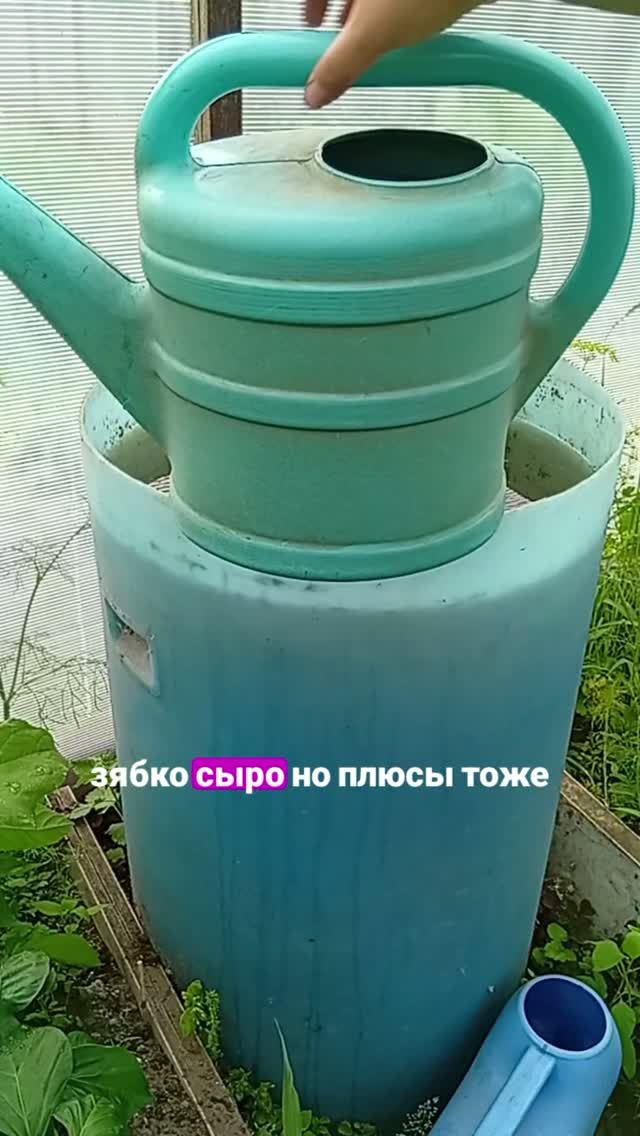 ПОЛИВАЕМ ГРЯДКИ / ОГУРЦЫ В ТЕПЛИЦЕ / СОБИРАЕМ УРОЖАЙ  #дача #garden #shorts