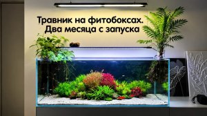 Травник на фитобоксах. Два месяца с запуска