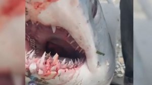 Видео с акулами в Приморье заполонили социальные сети