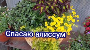 Навожу порядки, спасаю алиссум