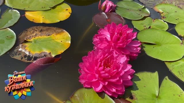 Нимфея Pigeon Blood (Голубиная кровь) кувшинка, waterlily, водные растения, пруд смотреть онлайн